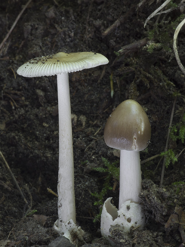 Amanita coryli